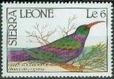 Green Wood Hoopoe (Phoeniculus purpureus)