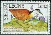 African Jacana (Actophilornis africanus)