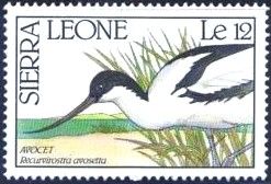Pied Avocet (Recurvirostra avosetta)