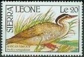 African Finfoot (Podica senegalensis)