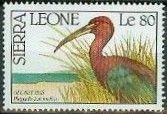 Glossy Ibis (Plegadis falcinellus)