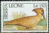 Hamerkop (Scopus umbretta)