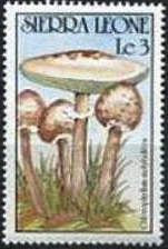 Chlorophyllum molybdites