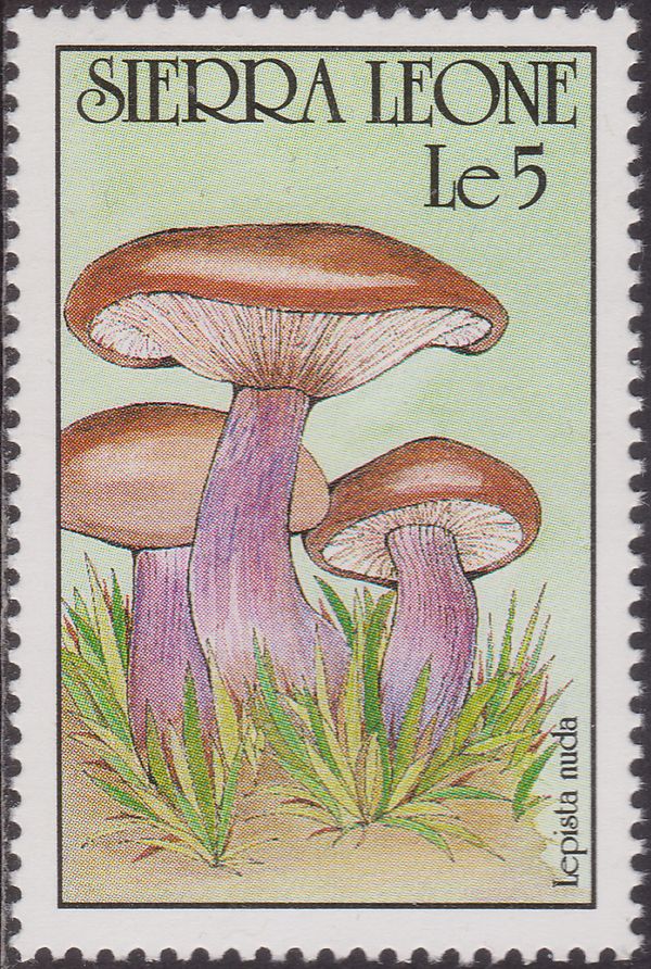 Lepista nuda