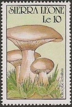 Clitocybe nebularis
