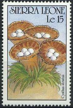 Cyathus striatus