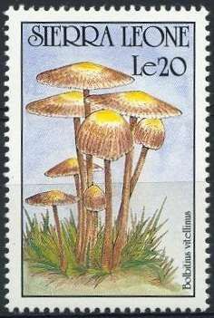 Bolbitius vitellinus
