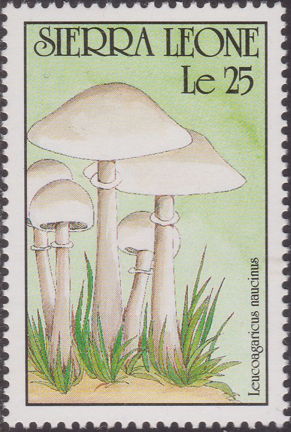Leucoagaricus naucinus