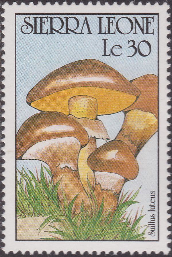 Suillus luteus