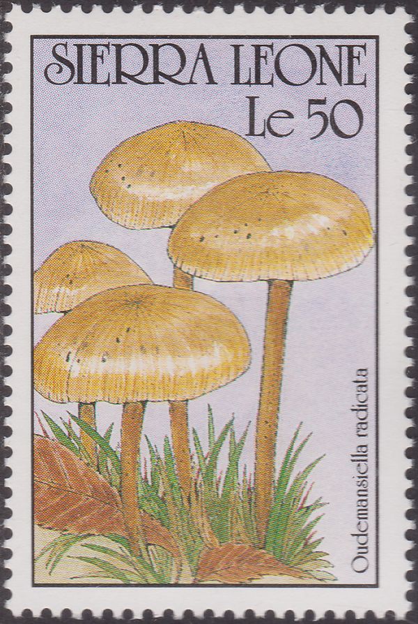 Oudemansiella radicata