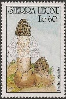 Phallus indusiatus