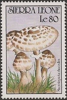 Macrolepiota rhacodes