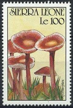Mycena pura