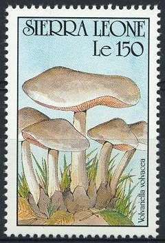 Volvariella volvacea