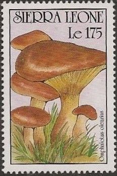 Omphalotus olearius