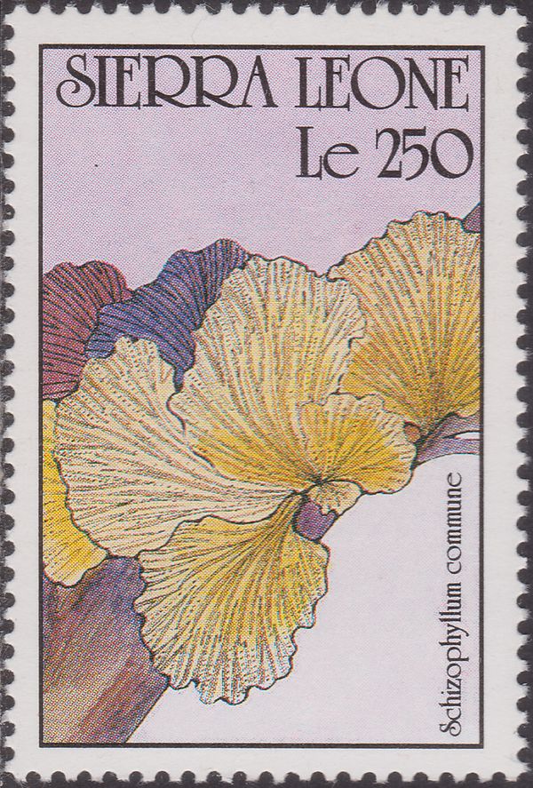 Schizophyllum commune