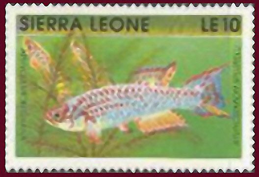 Aphyosemion Ghana (Aphyosemion spurrelli)