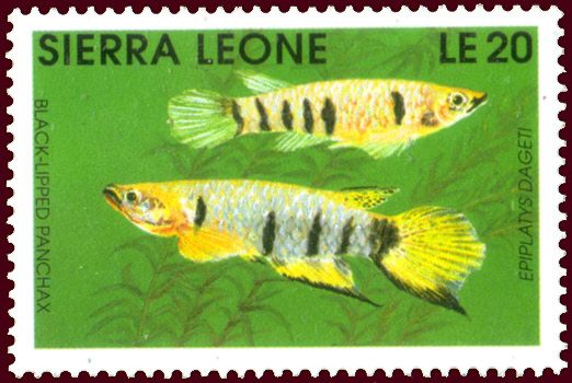 Black-lipped Panchax (Epiplatys dageti)