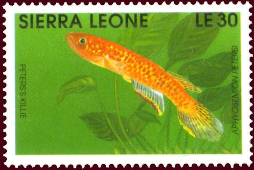 Peters's Killie (Aphyosemion petersi)