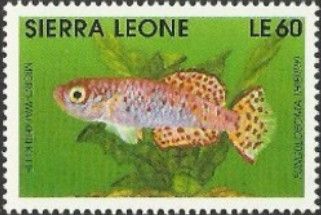Micro-walkeri Killie (Fundulosoma thierryi)