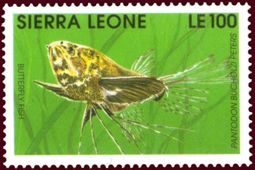 Freshwater Butterflyfish (Pantodon bucholzi peters)