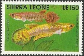 Green Panchax (Epiplatys spilargyreius)