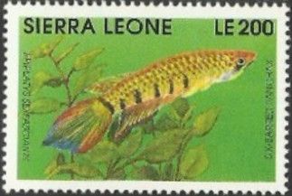 Six-barbed Panchax (Epiplatys sexfasciatus)