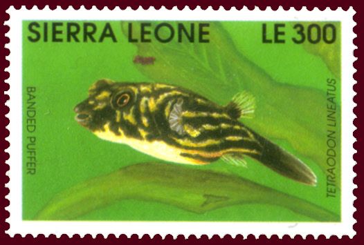 Banded Puffer (Tetraodon lineatus)