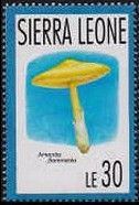 Amanita flammeola