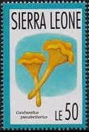 Cantharellus pseudocibarius