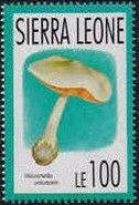 Volvariella volvacea