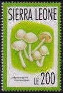 Termitomyces microcarpus