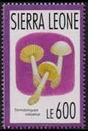 Termitomyces robustus