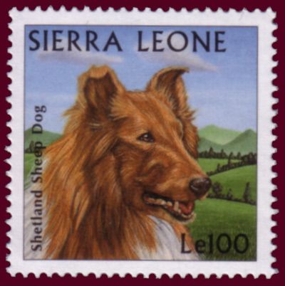 Shetland Sheep Dog