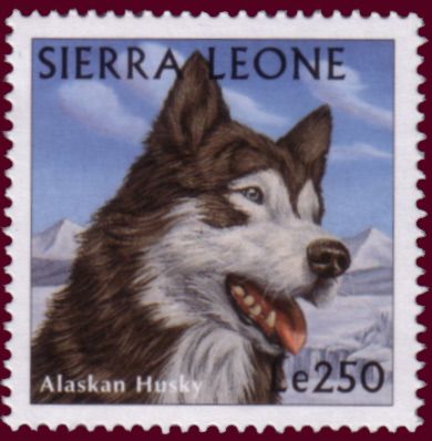 Alaskan Husky