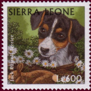 Jack Russel terrier