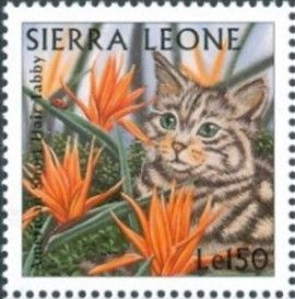 American Short Hair Tabby