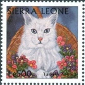 Turkish Angora
