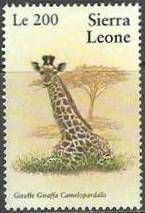 Giraffe (Giraffa camelopardalis)