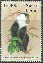 L'Hoest's Guenon (Allochrocebus lhoesti)