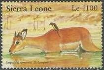 Impala (Aepyceros melampus)