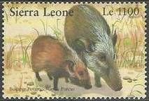 Bushpigs (Potamochoerus porcus)