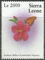 Seashore Mallow (Kosteletzkya virginica)