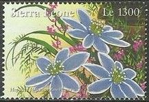 Hepatica americana