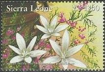 Ornithogalum umbellatum