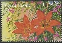 Lilium philadelphicum