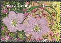 Geranium maculatum