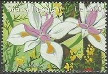 Dietes grandiflora