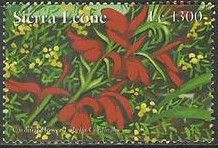 Lobelia cardinalis
