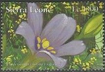 Eustoma exaltatum